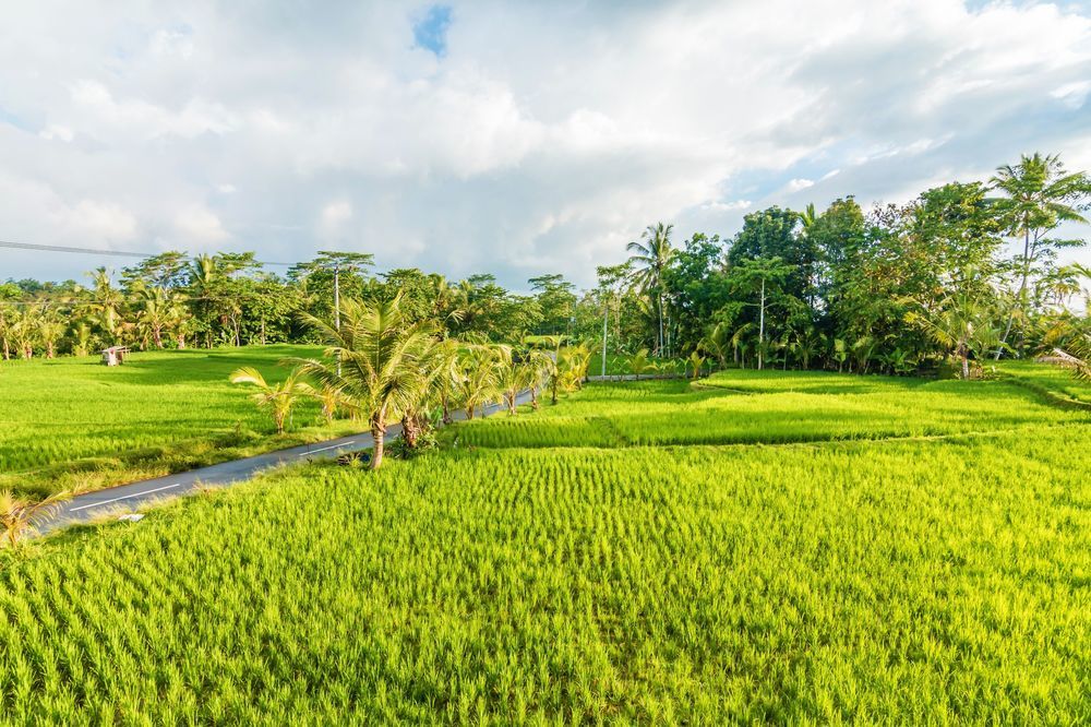 ZEN Rooms Kedisan Tegal Alang Ubud Villa