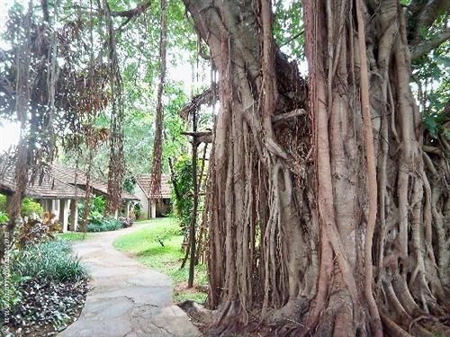 Greenwood Hotel Sigiriya — foto 3